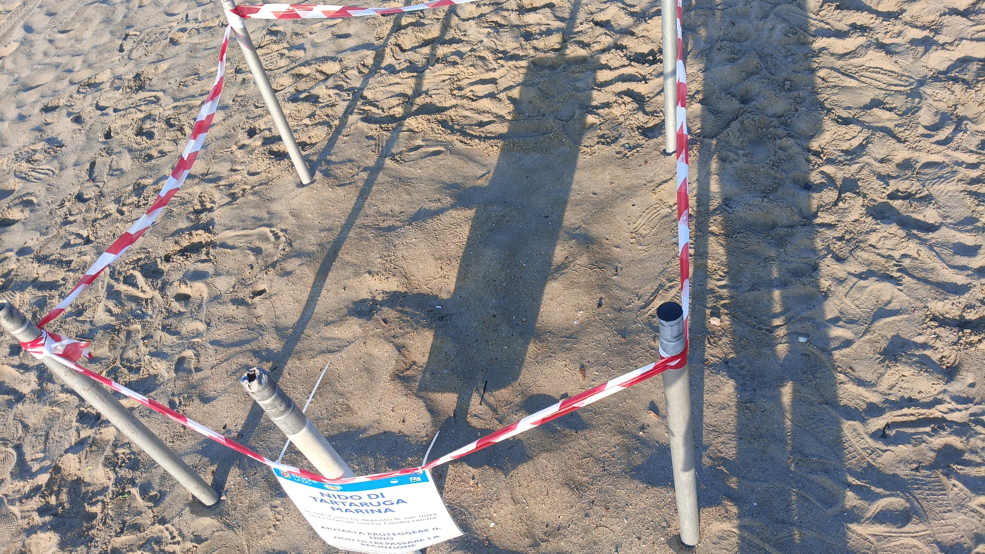 Tartarughe marine: nido scoperto a Formia dopo schiusa
