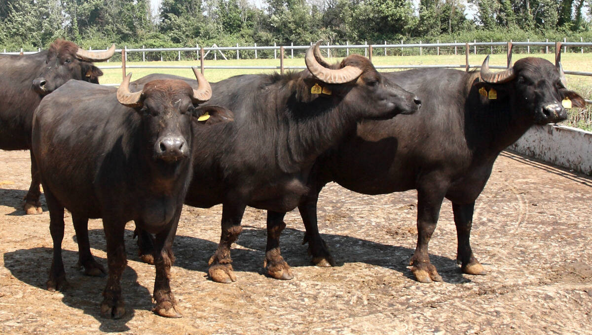Virus Shamonda, Regione rassicura: nessuna emergenza